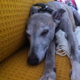 Nothing but a mildy depressed hound dog cryin' some but not all of the time
