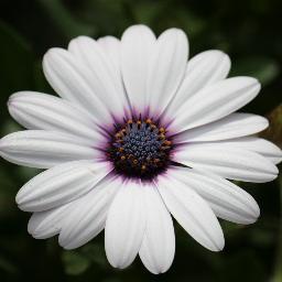 NolaGenealogist's profile picture. Professional Genealogist, Historian, Lover of photography, Funny people,  A great drink and Anything to do with the French Quarter.