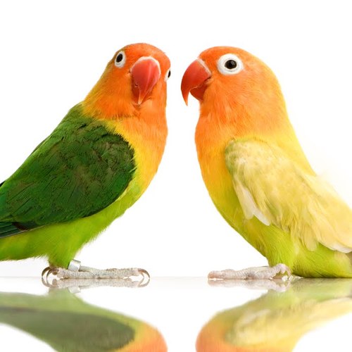 birds care birdscare twitter birds care birdscare twitter