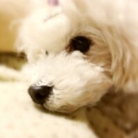 犬の美容室 Re*fan (@refan0717) 's Twitter Profile