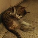고양고양이 (@0219khj) Twitter