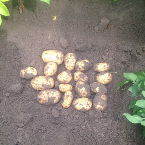 Graauw, akkerbouwer, uien, aardappelen
