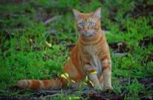 orange fire colored tom kit 16 moons old mother (dead) crystalwing father bramblefang