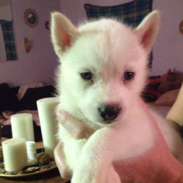 LightningHusky's profile picture. Rockstar husky living in Tampa, Fl.