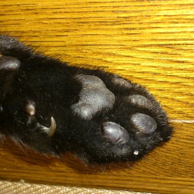 Kamado2 ケンタッキー 思わずヨダレの3dチキングッズが当たる まさかあんなものがチキンになるとは Http T Co 4wu7ae0ciz Kfcカーネルズデー Kamado2 ケンタッキー 思わずヨダレの3dチキングッズが当たる まさかあんなものがチキンになるとは Http T Co 4wu7ae0ciz Kfcカーネルズデー