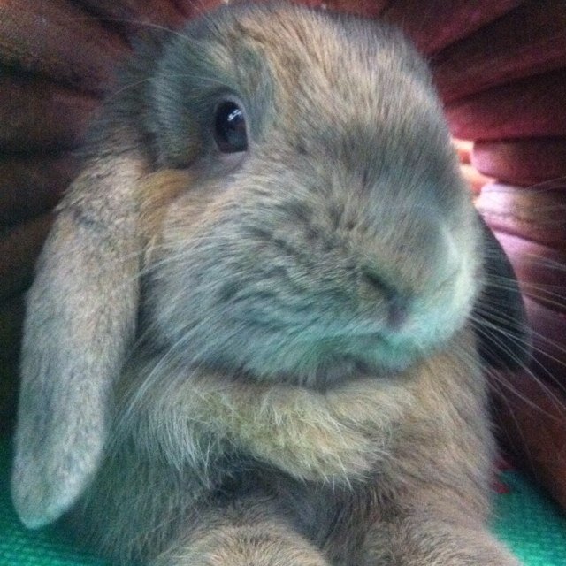 hirorilla's profile picture. 