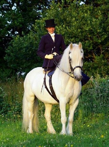 Native pony enthusiast, sidesaddle and dressage rider.