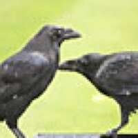 The Raven (@yegraven) 's Twitter Profile