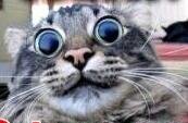 Meow moew meow meow MEOW