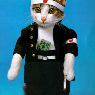 選択した画像 なめ猫画像 なめ猫画像 Salenarivett 選択した画像 なめ猫画像 なめ猫画像 Salenarivett
