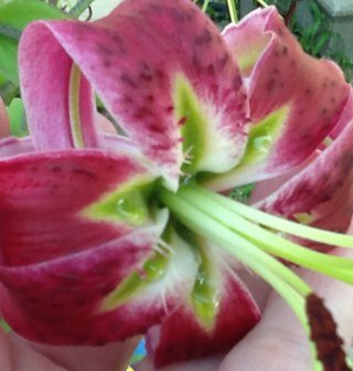 alotofbears's profile picture. 