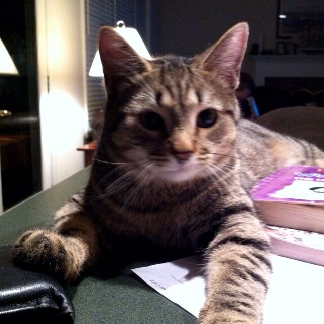 TiggerRitchie's profile picture. professional couch potato. I love empty boxes and bags. Livin' the #YOLNT life(You only live 9 times) @nickritchie_74's cat