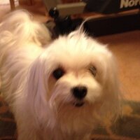 Keoni Gohan (@keonigohan) 's Twitter Profile