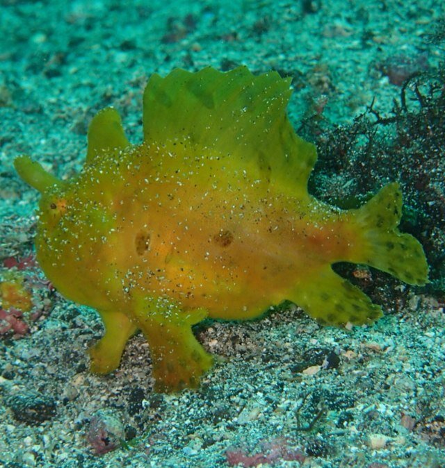 PADI AOW(ビギナーダイバー)/登山(高くない山限定)/フットサル(修行中)/ラーメン(魚介、博多)/カメラ(修行中)/oneokrock/UVERworld/Airswell/Arianagrande/Iggyazalea