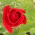 maria sarpa (@mariasarpa1) Twitter profile photo maria sarpa (@mariasarpa1) Twitter profile photo