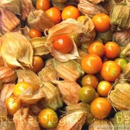 uchliz_SASCI's profile picture. Empresa exportadora de cáliz de uchuva.