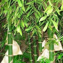 Experimentación, colección y producción de Guadua y otras especies de bambú. FB: Jardin de Bambu USB