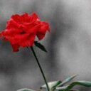 noura saleh (@11Nsm) Twitter