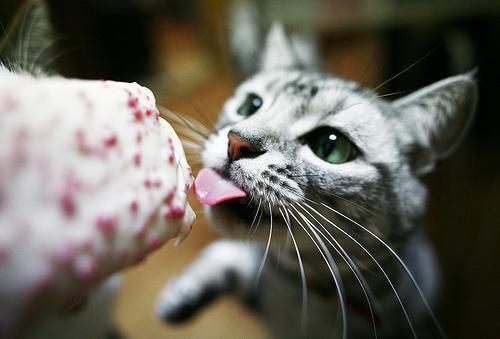 DerpAdrianna's profile picture. Animals Are My Life, Cats Love IceCream, Chloe Is My Chlover, Stop Reading This You Creep.. Ashleigh your sister was heree love you3