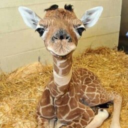 LoopyLou186's profile picture. A chocoholic Assistant Principal (T&L) and English teacher. Obsessive royalist, lover of giraffes, organisational freak and perfectionist. All views are my own.