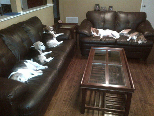 Digby, Molly, Franklin, Allie & Sugar (OTRB). Rescued Treeing Walker Coonhound & 4 rescued Beagles. Living w/@BusyChasingNick. Snoozing a lot.