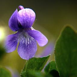 thewordsaremaps's profile picture. was travel/politics retweets, then covid-19, hopefully soon more travel again ❤ she/her. @thewordsaremaps@med-mastodon.com 😉 https://t.co/KjDYWupM6n