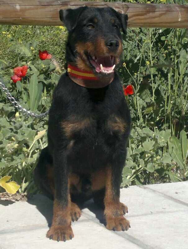 Criador de jagd terrier   Cazador del zorro en madriguera   Sancti-Spiritus Salamanca