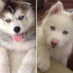 We are Bolt and Koda Bear , 2 Wooly Siberian Huskies who are both sister and brother respectively. This is our Twitter page for everything we Bark about.