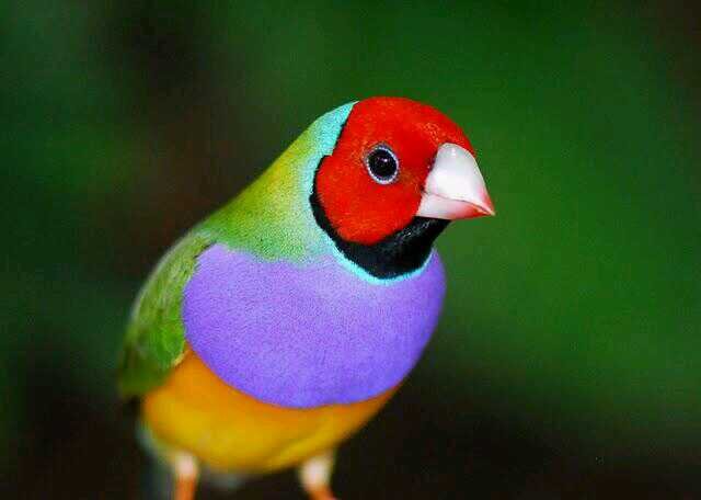 Amante de las aves exóticas, Críador de ellas.