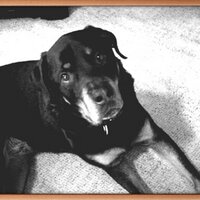 raymondmccardle (@raynandomcc) 's Twitter Profile