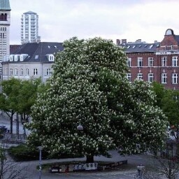 OlsenKlaus's profile picture. 