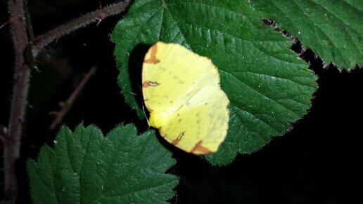 Wildlife Conservation in around Yorkshire, and also a place to share info about wildlife and the environement :)