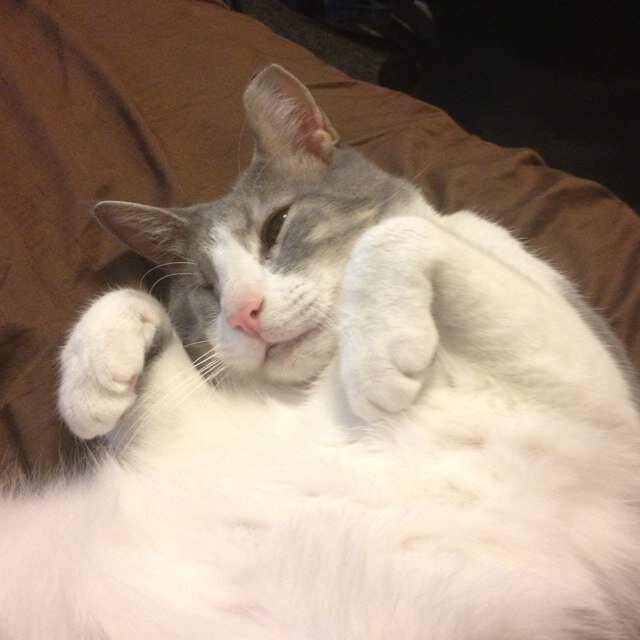 barbosa80134322's profile picture. The perfect one eyed asshole!