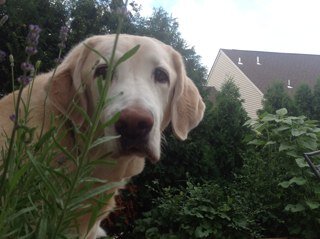 bscoobster's profile picture. Human, B