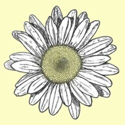 radaisies's profile picture. the world is fascinating ❁