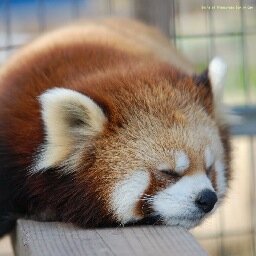 寝るの大好き