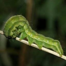 Helicoperva's profile picture. Amo comer lavouras de soja, milho e algodão. Sou a sensação do momento, venham me conhecer!