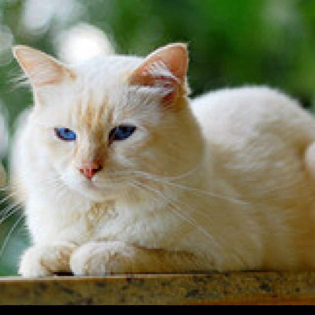 #RP i am a shecat that was brought back to life. Mate: leafpaw Mentor: @cloverclaw Theme song: Kerosene
