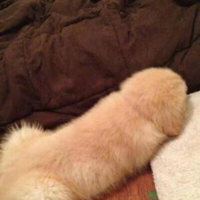 ちんこいぬ 弟 Karupisu4545 のツイプロ