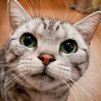 もふもふ 猫画像 Sakipang Twitter