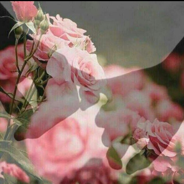 الحياهه  تستحق المحاولهه ف ربما لن تنال الافضل إلا بالمخاطرهه....!!