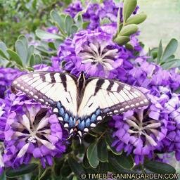 Backyard Gardener, Love to Landscape, find gardening the best therapy there is! Trying to make the world a prettier place! #organicgardening #gardening