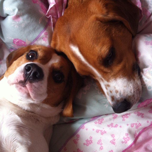 We love walkies, food, and sleep! Clive has the freckle face, Lilly is the small fry! We live in Doncaster UK