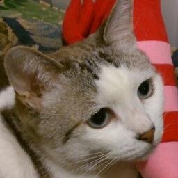 猫に犬に歌舞音曲。
成人済み。HSPです。
綺麗なものと美味しいものが好き。

とうらぶ／薄桜鬼／NieR／鳥海浩輔さん／三浦祥朗さん／佐藤拓也さん／増田俊樹さん／木村良平さん／花江夏樹さん／にじさんじ／Drop Dead Dolls (& Sugar Stella) などなど💫

✨別宅→ @hrn_k_moff