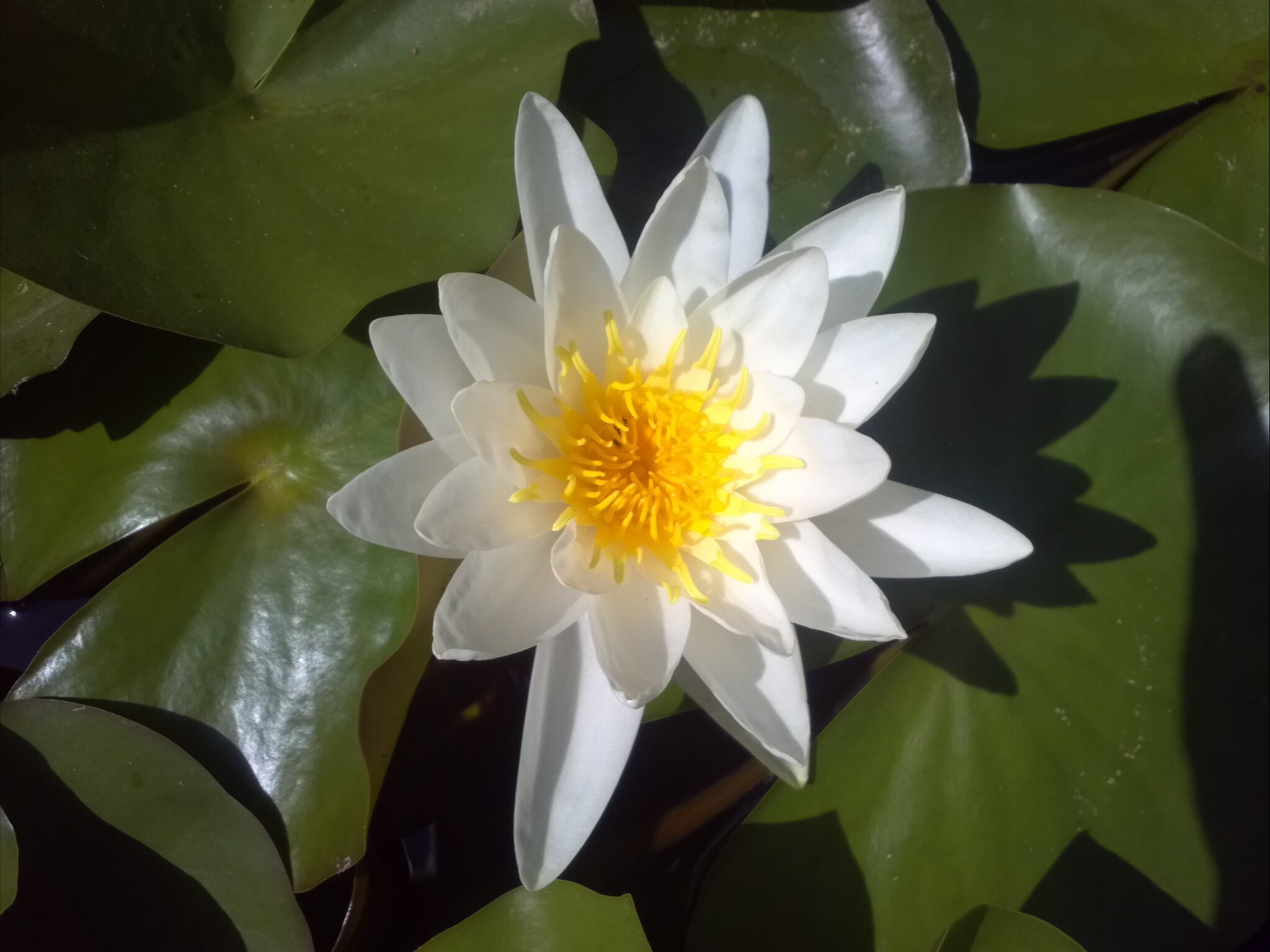 cacoma61's profile picture. 