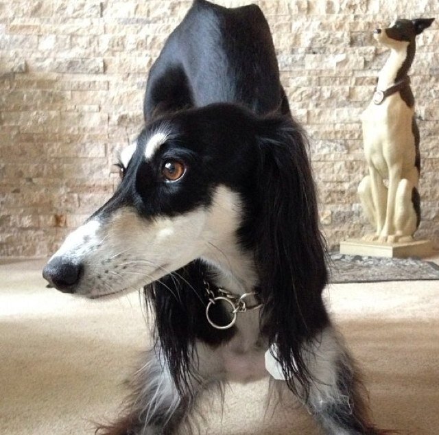 Arabian Saluki