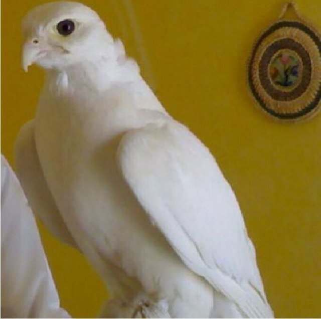 @awadhalabdan: المدارس على الأبواب في العراق من اراد ان يجهز يتيما او ابناء المعتقلين للمدرسة فليتواصل معنا قيمة الكسوة 40 دولار http://t.co/r1oruxD4pI