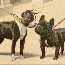 ShortMugsClub's profile picture. Place for anyone interested in the short snouted breeds from Boston Terriers, French Bulldogs, English Bulldogs, Pugs, Boxers, Bordeaux, American Bulldogs&More