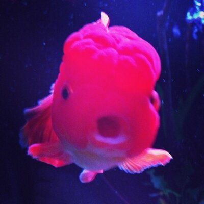 あごたん Midorimekabu21 Twitter あごたん Midorimekabu21 Twitter