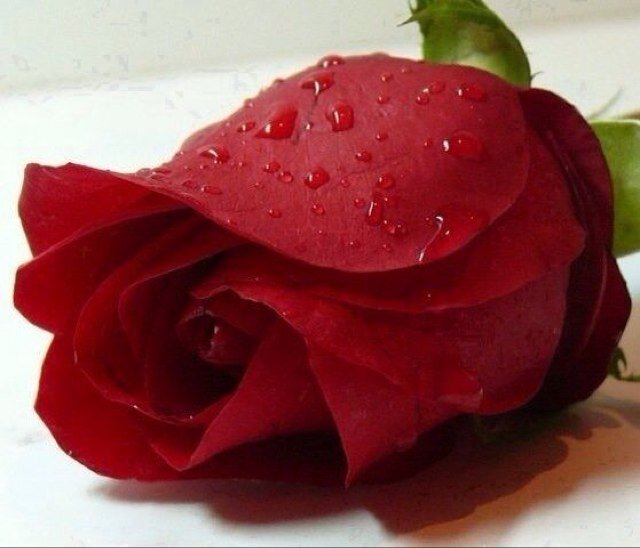 Q8ku456's profile picture. ابوووي جابر وامي الكويت❤️❤️